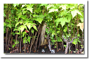 Dpacu Mini forests Living Bonsai forest